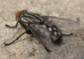 musca autumnalis - cluster flies